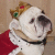 Pixelated image of a white dog wearing a golden crown with red and green gemstones, draped in a red fabric against a beige background.
