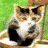 Six distinct display a dog, two foxes, blue text 'CUTE', yellow with purple exclamation marks, a person's face, and white text 'WHOA!' on black