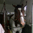 A split-screen image with a pixelated horse on the left and pink text on a blue background on the right.