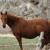 A brown horse stands in profile against a blurred background of green and gray tones, with a white marking on its lower leg.