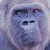 Pixelated image of a gorilla face with dark eyes and nose, light gray fur texture, and subtle blue-purple background tones.