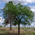 Pixelated static image of two green-leafed trees with brown trunks against a blue sky with white clouds and a brownish-green field below.