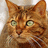 Pixelated close-up of a cat's face with orange-brown fur, green eyes, and visible whiskers against a light background.