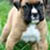 Pixelated image of a light-colored dog with dark facial markings holding a white object against a green background.