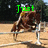 A horse jumps over a white fence in a sandy arena with green trees in the background, accompanied by changing green text.