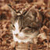 A pixelated image shows a light-colored animal with dark markings on a brown textured background, featuring a bright white patch on its lower body.