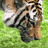 Animals icons for AIM, MSN, MySpace and Yahoo