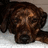 A pixelated close-up of a brown dog's face with dark eyes and a black nose, set against a light gray background.