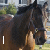 A horse's head appears in four with text forming 'I love my horse!' across the bottom left, right, and top-right sections