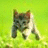 Pixelated static image of a small animal with dark and light brown fur, white chest, and pink inner ears against bright green background.