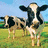 Two black-and-white cows stand in a grassy field under a blue sky, with one cow prominently facing forward and the other partially visible behind it.