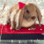 Pixelated bunny with light brown fur and red bow on head, standing on red surface against gray background.