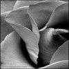 Black-and-white close-up of layered fabric folds with soft shadows and subtle texture variations.