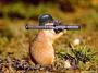 Static image of a small animal holding a rifle-like object in an outdoor setting with blurred background.