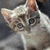 A pixelated cat with gray and white fur lies on a dark surface, while cyan text boxes appear sequentially on the right side of the image.