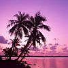 Silhouetted palm trees against a pink and purple gradient sky with water reflection below.
