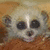 A four- of a lemur-like animal with large eyes and light fur against a brown background, displaying sequential text overlays