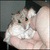A hand holds a small light brown and white hamster against a gray background, with text reading Cutie Pie Guy on the right.