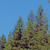 Pixelated static image of multiple tree silhouettes against a solid blue sky background with no visible text or distinct objects.