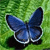 Animals icons for AIM, MSN, MySpace and Yahoo