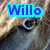 Two side-by-side pixelated images of a dog's face with 'Will' text above each, differing in color scheme and background texture.