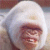 A 3x2 contact sheet of six animated frames showing a white monkey's face with changing text overlays, each frame displaying different words in pink and blue gradient lettering.
