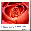 A close-up of a red rose with layered petals forming a spiral center, beneath handwritten blue text on a white background.