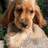 A pixelated dog with light brown and white fur sits against a blurred green background, with pink text reading 'Awww' and 'look at that face' on a cyan backdrop.