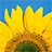 A static pixelated image of a yellow flower with brown center against blue background, rendered in low-resolution digital style.