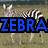A zebra stands in a grassy field with blue text overlay reading ZEBRA, then turns its head left to right while the text disappears.