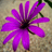 A static pixelated image of a purple flower with multiple petals radiating from a dark center against a muted beige background.