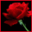 A 4x3 contact sheet of a red rose animation with text overlays in the bottom-right frames.