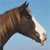 Brown horse head with white blaze on face, cropped close-up against light blue sky background.