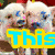 Two piglets with blue markings on their faces appear behind a yellow and cyan text overlay reading "This is a SAMPLE".