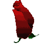 A red rose bud opens into a fully bloomed flower , with green leaves and stem visible throughout