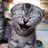 A pixelated cat with closed eyes and an open mouth appears on a bright pink background, accompanied by blue text reading "Mirrors don't talk" and "and lucky for you they don't laugh either!".