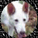 Four circular dog head images arranged in a , each with distinct expressions and color treatments against a black background