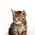 Pixelated image of a tabby cat with brown and black stripes, light-colored eyes, and a white chest, positioned against a plain white background.