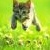 Pixelated static image of a small animal with dark and light fur standing on a green grassy background.