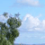 Pixelated image of a tree with green foliage against a light blue sky with white clouds.