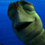 Pixelated close-up of a greenish-yellow cartoon fish face against blue background with visible dithering and color blending.