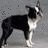 A black and white dog stands on a gray background with green text reading 'PENNY' to the right.