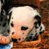 Animated contact sheet of a Dalmatian puppy in three frames showing different expressions and poses with a blue collar, set against a wooden background.