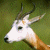 A pixelated animal head with light brown and white coloring against a green background, next to bright green text reading "Original Icons .com" on dark green.