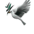 Animated sequence of a bird with green and black markings on its head, transitioning through multiple wing positions against white background.