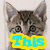 A four- shows a kitten in various poses with overlaid text reading "This is a SAMPLE"