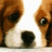 A pixelated close-up of a brown and white puppy's face with large dark eyes, next to pink text reading "I love this puppy ... but you're cute too" on a white background.