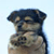 Pixelated image of a dog with dark fur on its head and lighter fur on its body, standing against a light blue background.