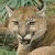 A pixelated image of a cougar's face on the left, with green text reading 'Original Icons .com' on a dark green background to the right.