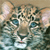 Animals icons for AIM, MSN, MySpace and Yahoo